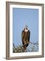 Hooded Vulture (Necrosyrtes Monachus)-James Hager-Framed Photographic Print