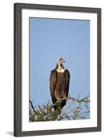 Hooded Vulture (Necrosyrtes Monachus)-James Hager-Framed Photographic Print