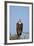 Hooded Vulture (Necrosyrtes Monachus)-James Hager-Framed Photographic Print