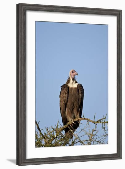 Hooded Vulture (Necrosyrtes Monachus)-James Hager-Framed Photographic Print