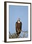 Hooded Vulture (Necrosyrtes Monachus)-James Hager-Framed Photographic Print