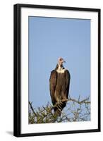 Hooded Vulture (Necrosyrtes Monachus)-James Hager-Framed Photographic Print