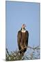 Hooded Vulture (Necrosyrtes Monachus)-James Hager-Mounted Photographic Print