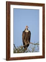 Hooded Vulture (Necrosyrtes Monachus)-James Hager-Framed Photographic Print