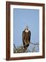 Hooded Vulture (Necrosyrtes Monachus)-James Hager-Framed Photographic Print