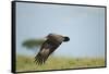 Hooded Vulture, Ngorongoro Conservation Area, Tanzania-Paul Souders-Framed Stretched Canvas