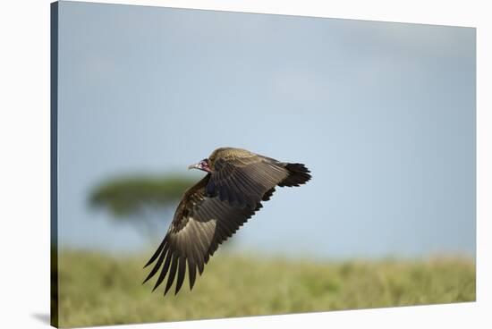 Hooded Vulture, Ngorongoro Conservation Area, Tanzania-Paul Souders-Stretched Canvas