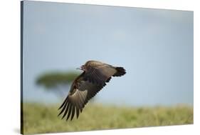 Hooded Vulture, Ngorongoro Conservation Area, Tanzania-Paul Souders-Stretched Canvas