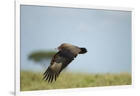 Hooded Vulture, Ngorongoro Conservation Area, Tanzania-Paul Souders-Framed Photographic Print