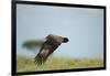 Hooded Vulture, Ngorongoro Conservation Area, Tanzania-Paul Souders-Framed Photographic Print