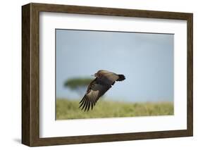 Hooded Vulture, Ngorongoro Conservation Area, Tanzania-Paul Souders-Framed Photographic Print