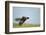 Hooded Vulture, Ngorongoro Conservation Area, Tanzania-Paul Souders-Framed Photographic Print