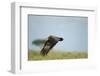 Hooded Vulture, Ngorongoro Conservation Area, Tanzania-Paul Souders-Framed Photographic Print