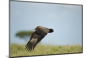 Hooded Vulture, Ngorongoro Conservation Area, Tanzania-Paul Souders-Mounted Photographic Print