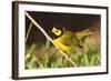 Hooded Warbler, spring migration in South Padre Island, Texas on the Gulf of Mexico-Larry Ditto-Framed Photographic Print