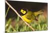 Hooded Warbler, spring migration in South Padre Island, Texas on the Gulf of Mexico-Larry Ditto-Mounted Photographic Print