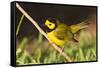 Hooded Warbler, spring migration in South Padre Island, Texas on the Gulf of Mexico-Larry Ditto-Framed Stretched Canvas