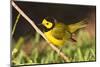 Hooded Warbler, spring migration in South Padre Island, Texas on the Gulf of Mexico-Larry Ditto-Mounted Photographic Print