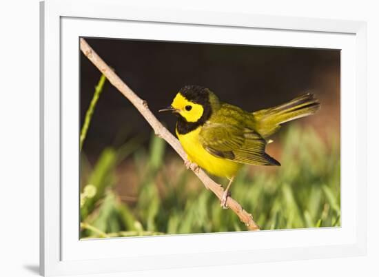 Hooded Warbler, spring migration in South Padre Island, Texas on the Gulf of Mexico-Larry Ditto-Framed Photographic Print