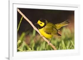 Hooded Warbler, spring migration in South Padre Island, Texas on the Gulf of Mexico-Larry Ditto-Framed Photographic Print