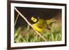 Hooded Warbler, spring migration in South Padre Island, Texas on the Gulf of Mexico-Larry Ditto-Framed Photographic Print