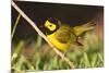 Hooded Warbler, spring migration in South Padre Island, Texas on the Gulf of Mexico-Larry Ditto-Mounted Photographic Print