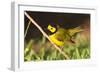 Hooded Warbler, spring migration in South Padre Island, Texas on the Gulf of Mexico-Larry Ditto-Framed Photographic Print