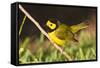 Hooded Warbler, spring migration in South Padre Island, Texas on the Gulf of Mexico-Larry Ditto-Framed Stretched Canvas