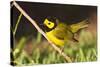Hooded Warbler, spring migration in South Padre Island, Texas on the Gulf of Mexico-Larry Ditto-Stretched Canvas