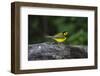 Hooded Warbler (Wilsonia citrina) on limb-Larry Ditto-Framed Photographic Print