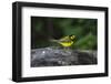 Hooded Warbler (Wilsonia citrina) on limb-Larry Ditto-Framed Photographic Print