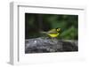 Hooded Warbler (Wilsonia citrina) on limb-Larry Ditto-Framed Photographic Print