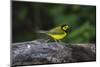 Hooded Warbler (Wilsonia citrina) on limb-Larry Ditto-Mounted Photographic Print