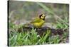 Hooded Warbler (Wilsonia citrina) perched-Larry Ditto-Stretched Canvas