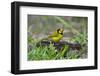 Hooded Warbler (Wilsonia citrina) perched-Larry Ditto-Framed Photographic Print