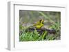 Hooded Warbler (Wilsonia citrina) perched-Larry Ditto-Framed Photographic Print