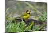 Hooded Warbler (Wilsonia citrina) perched-Larry Ditto-Mounted Photographic Print