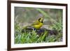 Hooded Warbler (Wilsonia citrina) perched-Larry Ditto-Framed Photographic Print