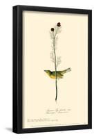 Hooded Warbler-null-Framed Poster