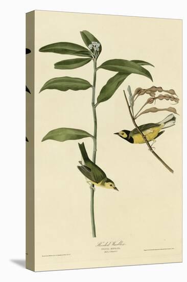 Hooded Warbler-null-Stretched Canvas