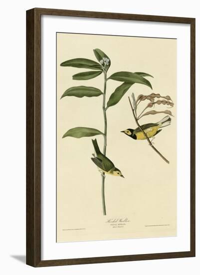 Hooded Warbler-null-Framed Giclee Print
