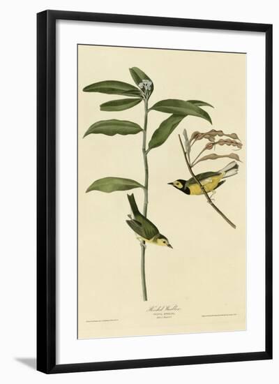 Hooded Warbler-null-Framed Giclee Print