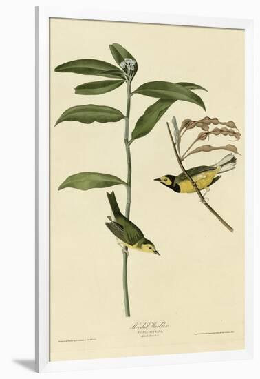 Hooded Warbler-null-Framed Giclee Print