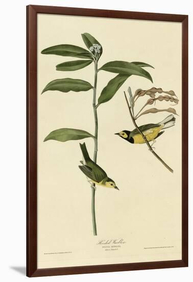 Hooded Warbler-null-Framed Giclee Print