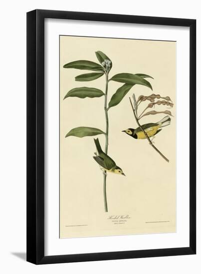 Hooded Warbler-null-Framed Giclee Print