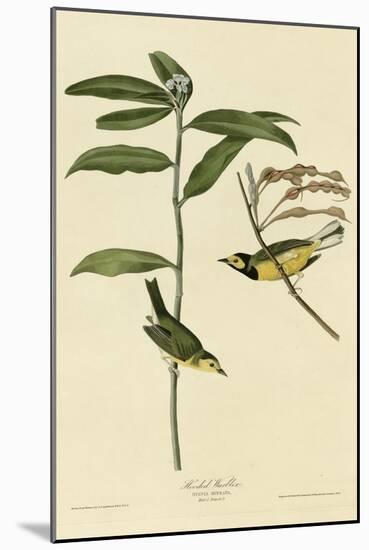 Hooded Warbler-null-Mounted Giclee Print