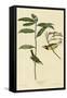 Hooded Warbler-null-Framed Stretched Canvas
