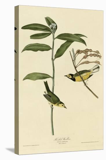 Hooded Warbler-null-Stretched Canvas