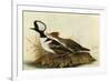 Hoodedmerganser-John James Audubon-Framed Art Print