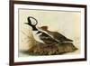 Hoodedmerganser-John James Audubon-Framed Art Print